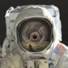 Avatar de Tardigrade Avatar de Tardigrade
