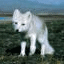 Avatar de Le_renard_arctique