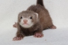 Avatar de furet_incapable