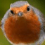 Avatar de Rouge_Gorge Avatar de Rouge_Gorge
