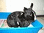 Avatar de overisk01 Avatar de overisk01
