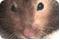 Avatar de the-hamster