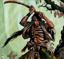Avatar de cloak