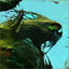 Avatar de Dolphan Avatar de Dolphan
