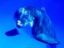 Avatar de Dolphin_Power Avatar de Dolphin_Power