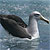 Avatar de Albatross Avatar de Albatross