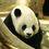 Avatar de Panda-sensei Avatar de Panda-sensei