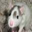 Avatar de rat-ture Avatar de rat-ture