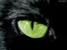 Avatar de Orthega