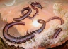 Avatar de Dragonkhane