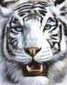 Avatar de Otaku_snowtiger