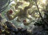 Avatar de Golgari3116