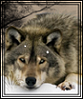 Avatar de wolgart