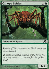 Canopy Spider