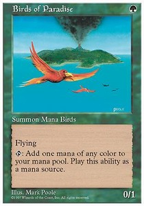 Birds of Paradise