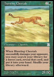 Hunting Cheetah