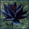 Avatar de Attila