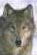 Avatar de LoupSolitaire