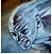 Avatar de boudhaa