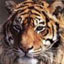 Avatar de KillerReptile