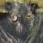 Avatar de Satanus