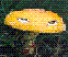 Avatar de saproling_rage