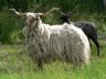 Avatar de GrandMouton